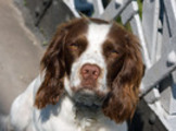 Thumbnail English Springer Spaniel Dog